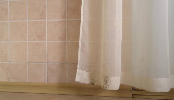 Reliable Englewood, CO Mold Removal Solutions