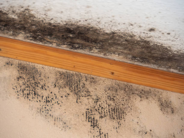 Best Water Damage & Mold Remediation  in Englewood, CO