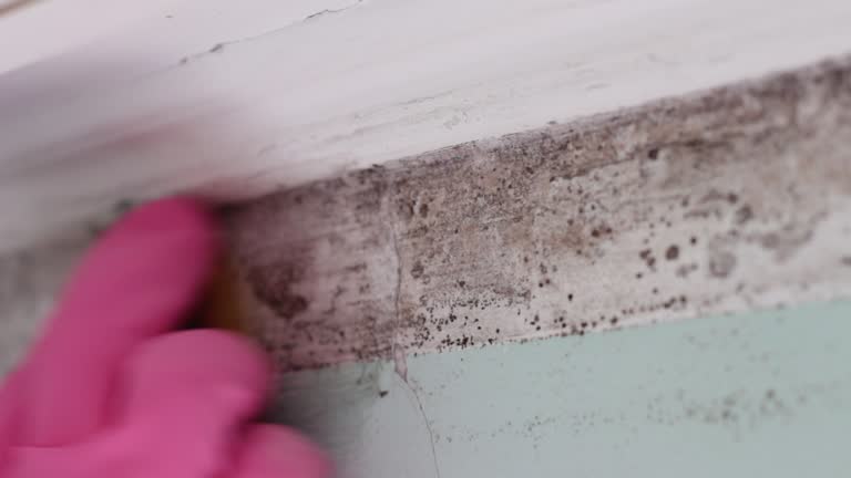 Best Asbestos and Lead Testing During Mold Inspection  in Englewood, CO